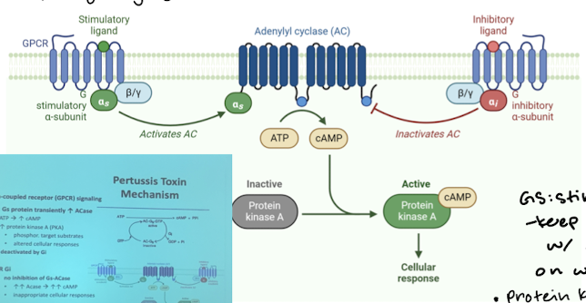 <p>It prevents Gi from regulating Gs-ACase system, leading to high levels of ACase and therefor high levels of cAMP. This results in inappropriate cellular responses. </p>