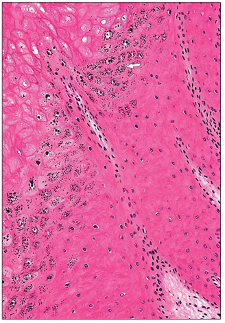 <p>name of histologic slide:</p><p>Specie:</p><p>Stain used:</p>