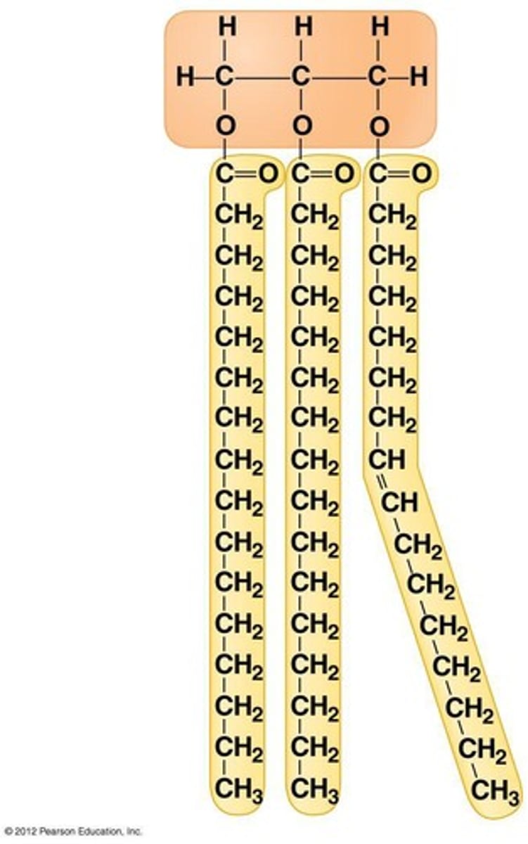 <p>neutral fats; composed of three fatty acids bonded to a glycerol molecule</p>