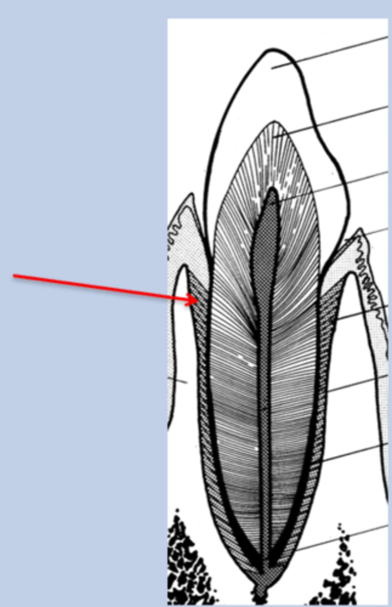 <p>Describe the periodontal ligament</p>