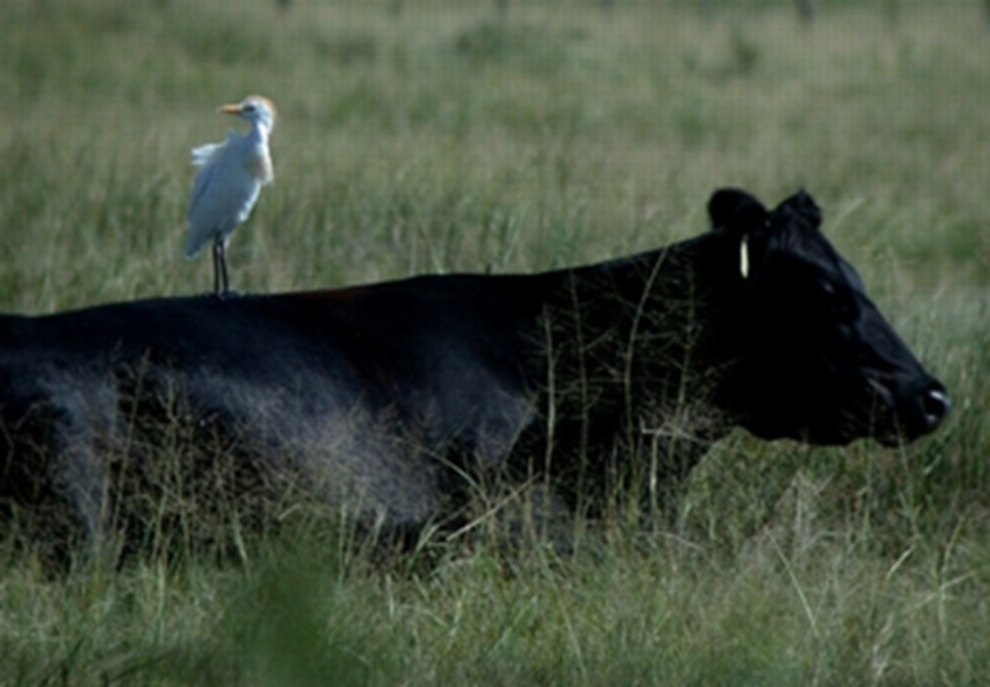 <p>one organism benefits while neither harming nor helping the other in any significant way</p>