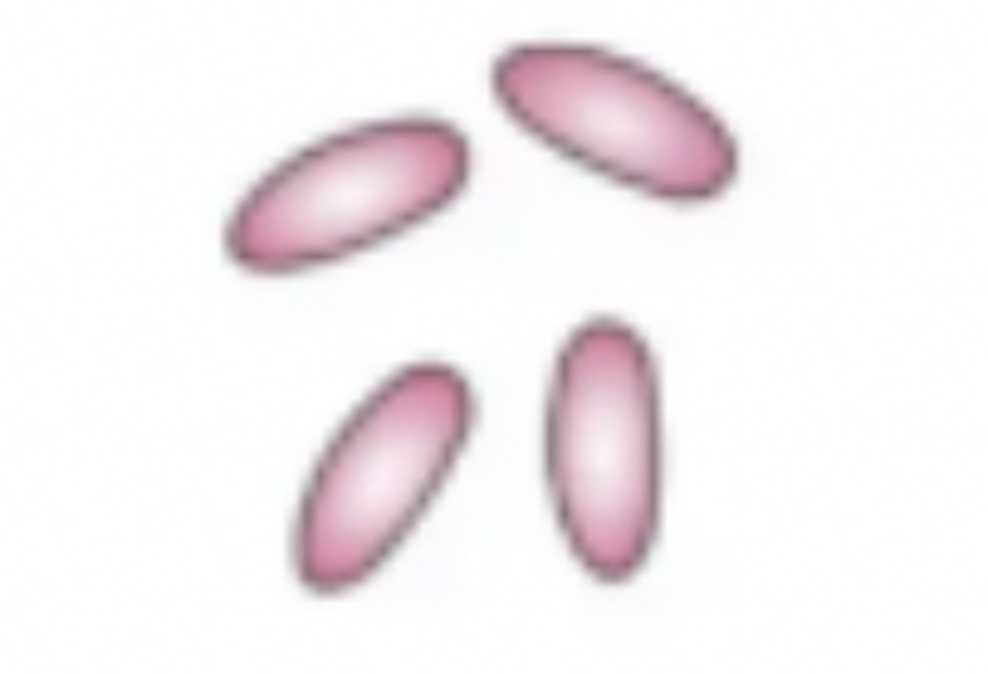 <p>identify the shape of each cell</p>