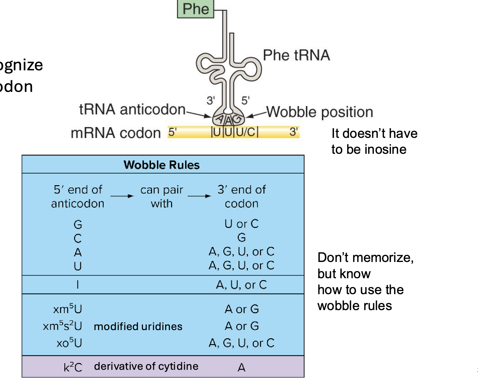<p>the 5’ end of the tRNA molecule (bonds to the 3’ end of the RNA sequence)</p><p></p><p>note: wobble rules will be provided on exam</p>