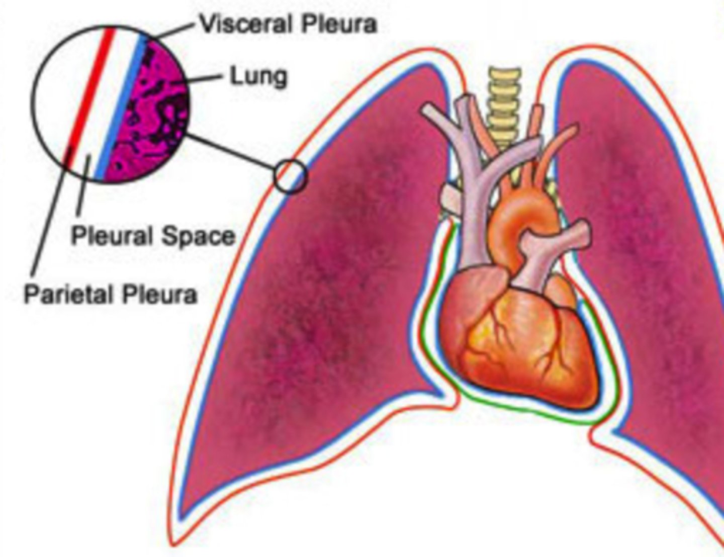 <p>intrapleural space</p><p>(AKA: pleural space)</p>