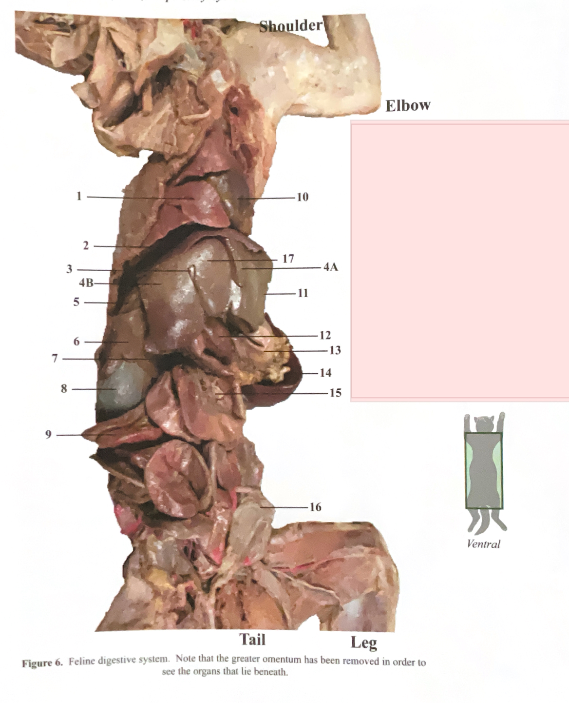 <p>right lateral lobe</p>