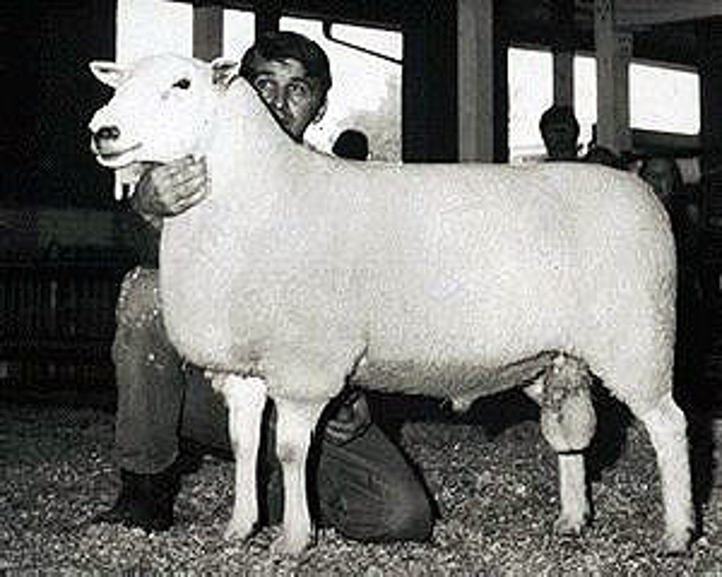 <p>columbia x cheviot</p><p>(so 1/4 ramboillet 1/4 lincoln and half cheviot)</p><p>not very relevant</p><p>midwest</p>