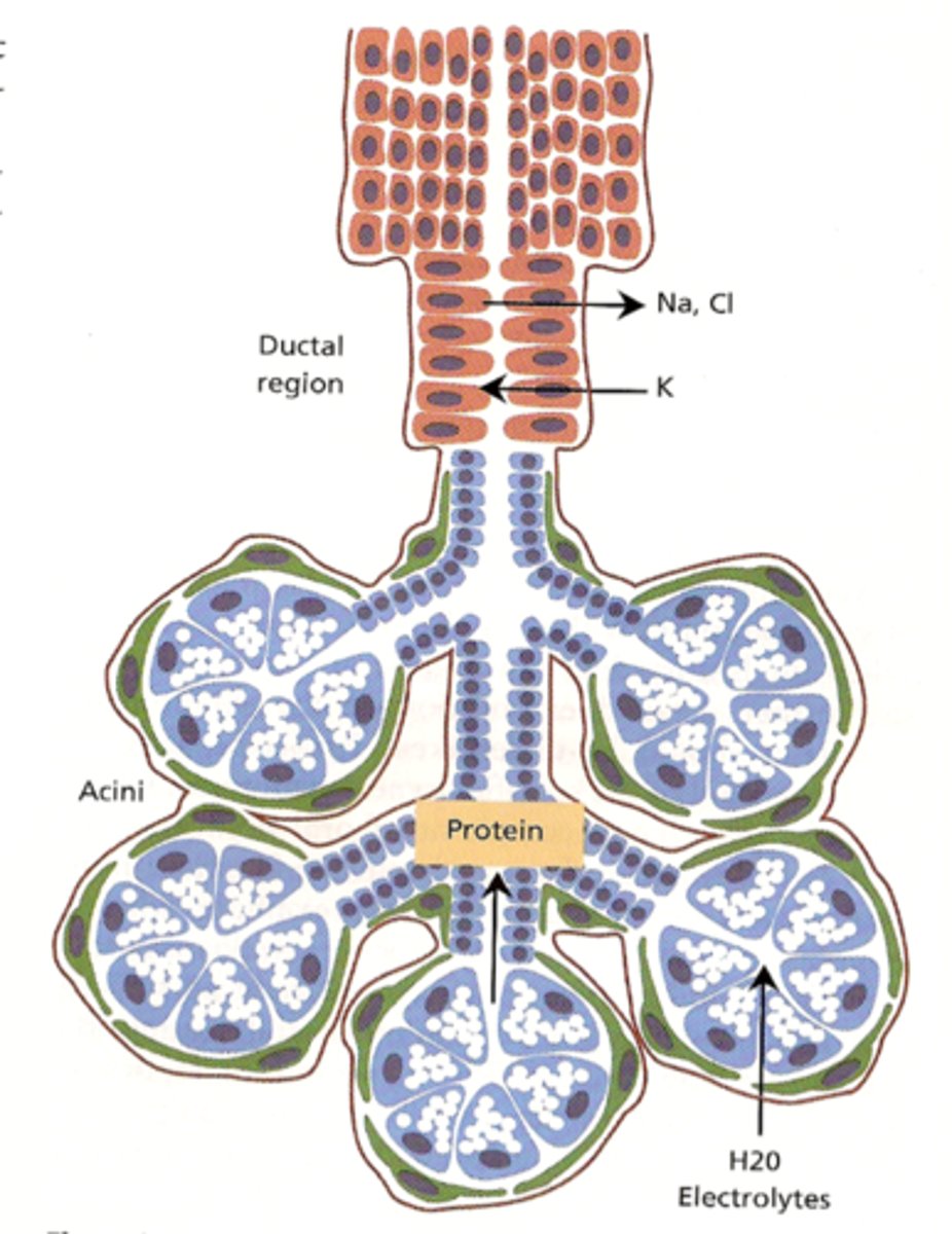 <p>secretory cells in sebaceous glands, ducts converge to form a central duct</p>