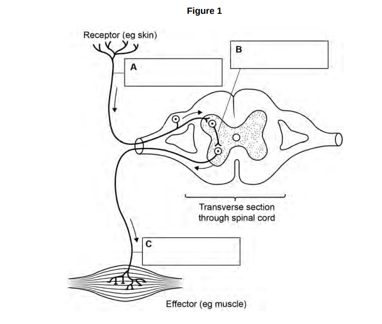 Name the types of neurons labelled A, B and C on Figure 1 below. Write your answers in the boxes provided (3)