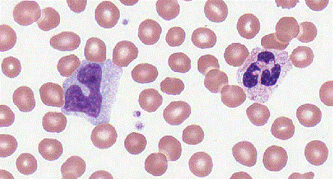 <p>Name the two leukocytes from left to right</p>