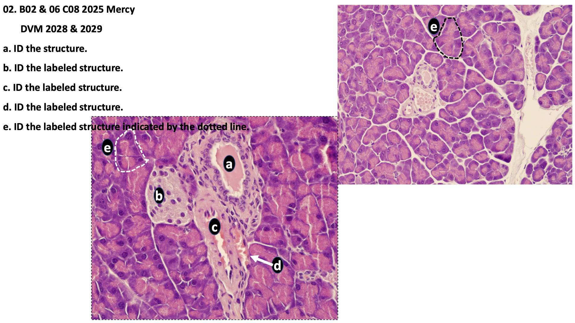 <p>e. ID the labeled structure indicated by the dotted line</p>