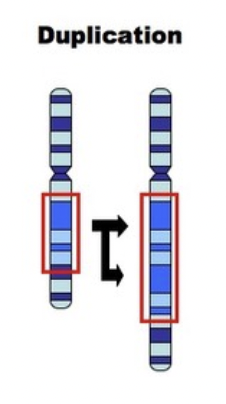 <p>part of the chromosome duplicates</p>