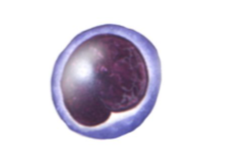 <p>cytoplasm pale blue and appears as thin rim around nucleus; spherical (or slightly indented) dark purple-blue nucleus  </p>
