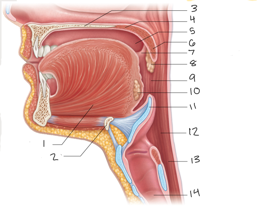<p>7</p>