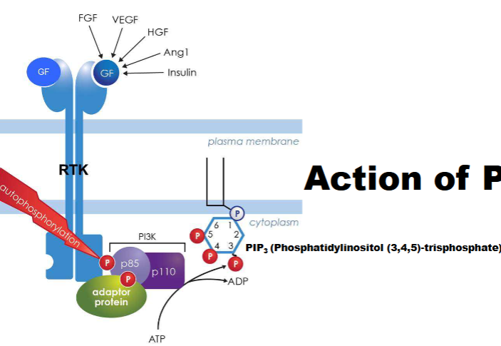 <ul><li><p>targets lipid molecules</p></li><li><p><span>-Growth factor binds RTK&nbsp;→ receptor autophosphorylation.</span><br><span>-RTK activates PI3K (phosphoinositide 3-kinase)..</span><br><span>-PI3K converts PIP₂ to PIP₃&nbsp;(second messenger) at plasma membrane.</span><br><span>-PIP₃ recruits proteins&nbsp;for cell growth, survival, and metabolism.</span></p></li></ul><p></p>