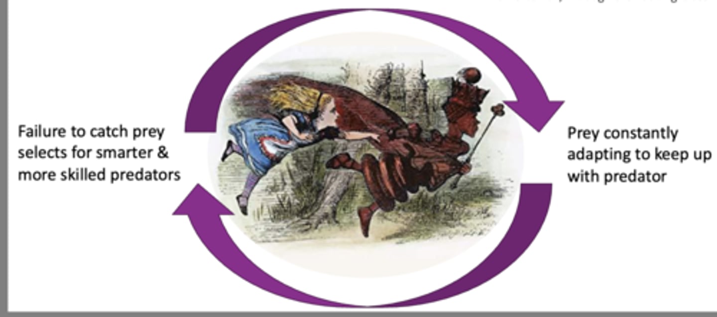 <p>Ефект Червоної Королеви</p>