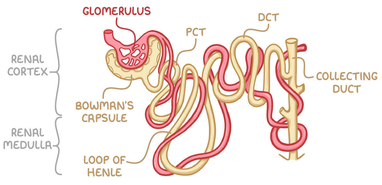<ol><li><p><strong>Bowman's capsule (renal capsule)</strong>&nbsp;- This surrounds a capillary ball known as the glomerulus, from which filtrate is formed, and contains cells called podocytes in its inner layer.</p></li><li><p><strong>Proximal convoluted tubule (PCT)&nbsp;</strong>- This section reabsorbs useful substances, including water, glucose, and salts, into surrounding capillaries and the epithelial cells in its wall have microvilli to increase their surface area.</p></li><li><p><strong>Loop of Henle&nbsp;</strong>- This long, hairpin loop extends from the cortex into the medulla and then back into the cortex, and creates a high solute gradient in the medulla, helping with the reabsorption process.</p></li><li><p><strong>Distal convoluted tubule (DCT)&nbsp;</strong>- This part fine-tunes the water balance by reabsorbing water into surrounding capillaries, influenced by antidiuretic hormone. It is surrounded by fewer capillaries than the PCT.</p></li><li><p><strong>Collecting duct&nbsp;</strong>- This tube collects filtrate from multiple nephrons and further fine-tunes the water balance, before the urine formed is passed to the bladder.</p></li></ol>