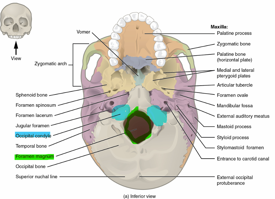 <p>foramen magnum → opening where spinal cord enters/exits brain</p><p>occipital condyles → sit on either side of foramen magnum, form joints w/ first vertebrae and support skull</p>