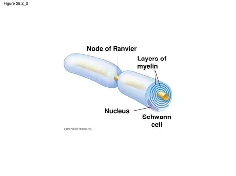 <p>what are schwann cells</p>