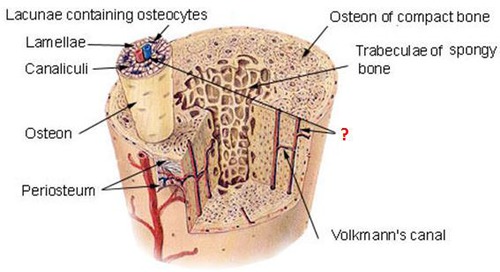 <p><span>Haversian system</span></p>