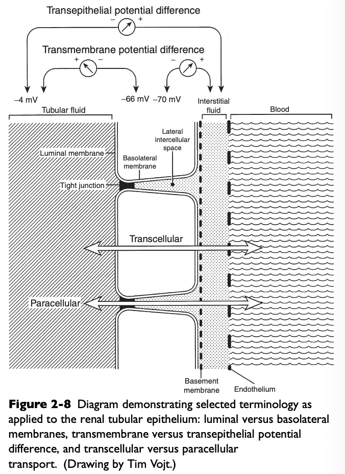 <p>The electrical PD between the outside and inside of the cell</p><p>Usually -60 to-70 mV (cell interior negative)</p>