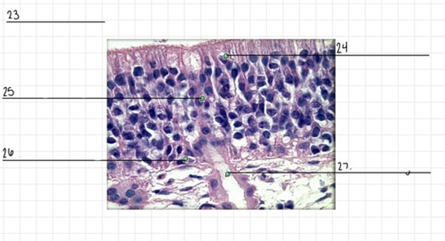 <p>24</p>