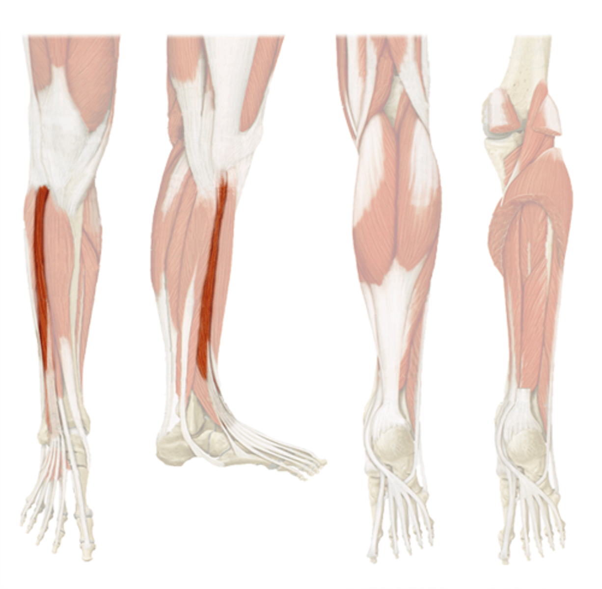 <p>origin: fibula/tibia</p><p>insertion: phalanges on digits</p><p>action: extends digits</p>