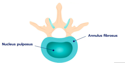 <p>Describe the Nucleus Pulposus.</p>