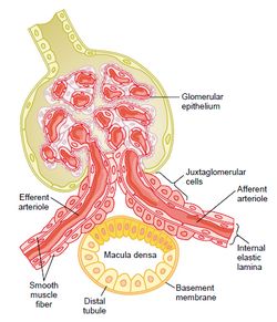 <p>a structure in the kidney responsible for regulating systemic blood pressure and filtrate formation (GFR)</p><p>contains:</p><ul><li><p>granular cells</p><ul><li><p>in afferent arteriole, they contract the arteriole and synthesize, store, and release renin</p></li></ul></li><li><p>macula densa</p><ul><li><p>epi cells in the DCT that detect changes in NaCl concentration of tubular fluid and signals granular cells to release renin</p></li></ul></li></ul><p></p>