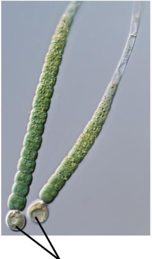 <p>What part of Gleotrichia is this?</p>