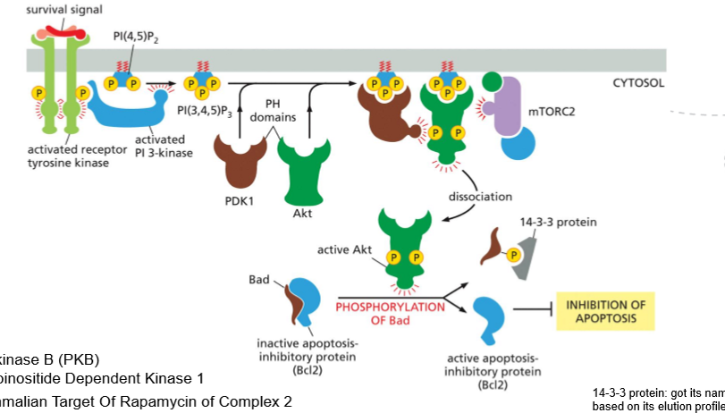 <p>The PI3K/Akt/mTOR pathway promotes cell survival, growth and metabolism in repsonse to nutrients and growth factors</p><p></p><p>STEPS</p><ul><li><p><strong>Growth factor binding</strong> – A ligand binds a receptor tyrosine kinase (RTK).</p></li><li><p><strong>RTK activation</strong> – The receptor dimerizes and becomes autophosphorylated.</p></li><li><p><strong>PI3K recruitment/activation</strong> – PI3K binds to phosphotyrosines on the RTK and becomes active.</p></li><li><p><strong>PIP₃ production</strong> – PI3K converts PIP₂ into <strong>PIP₃</strong> in the plasma membrane.</p></li><li><p><strong>Akt recruitment</strong> – PIP₃ recruits <strong>Akt</strong> (and PDK1) to the membrane via PH domains.</p></li><li><p><strong>Akt activation</strong> – Akt is phosphorylated and activated by PDK1 (and mTORC2).</p></li><li><p>A<strong>Kt phosphorylates Bad</strong>, making it release Bcl2</p></li><li><p>B<strong>cl2 becomes active </strong>and can inhibit apoptosis</p></li></ul><p></p>