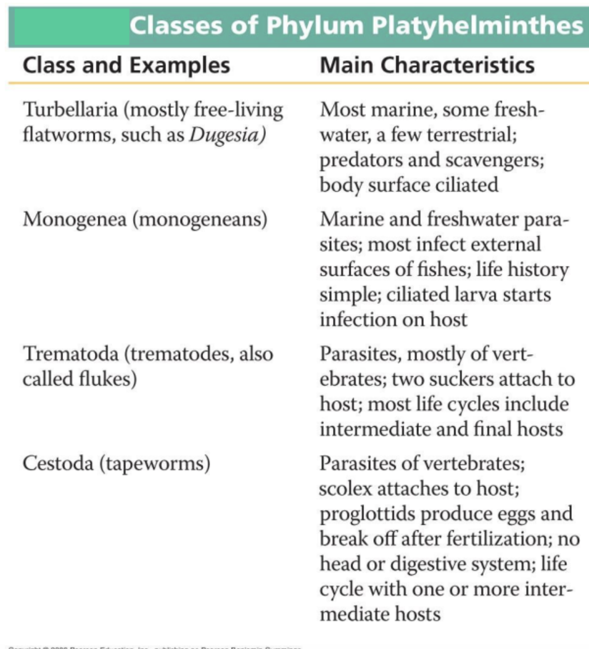 <p>What are the FOUR (4) classes of Phylum Platyhelminthes?</p>