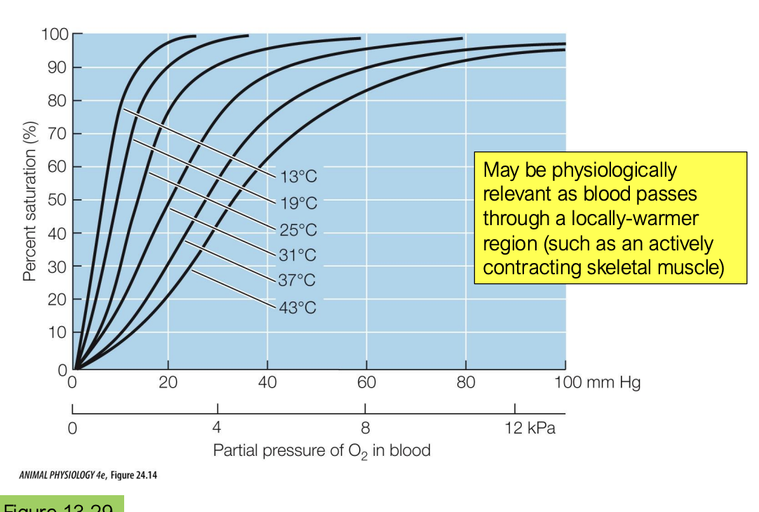 <p>an increase in temperature also causes a decrease in hemoglobin O2 affinity</p><p>although we regulate our body temperature, it is not always the same throughout our body. for example, if we are exercising, our legs would get warmer and this is good because warmer temp leads to lower O2 hemoglobin affinity, which allows O2 to unbind and go into the necessary tissues</p>