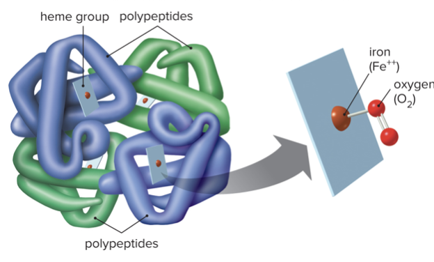 <ul><li><p>Cell without a nucleus</p></li><li><p>Protein complex composed of four polypeptide chains (globins, each globin produced by a different gene)</p></li><li><p>Four polypeptides each have a heme group with an iron (Fe) atom</p></li><li><p>O2 binds to Fe</p></li><li><p>Up to 250 million hemoglobin molecules per RBC</p></li></ul>