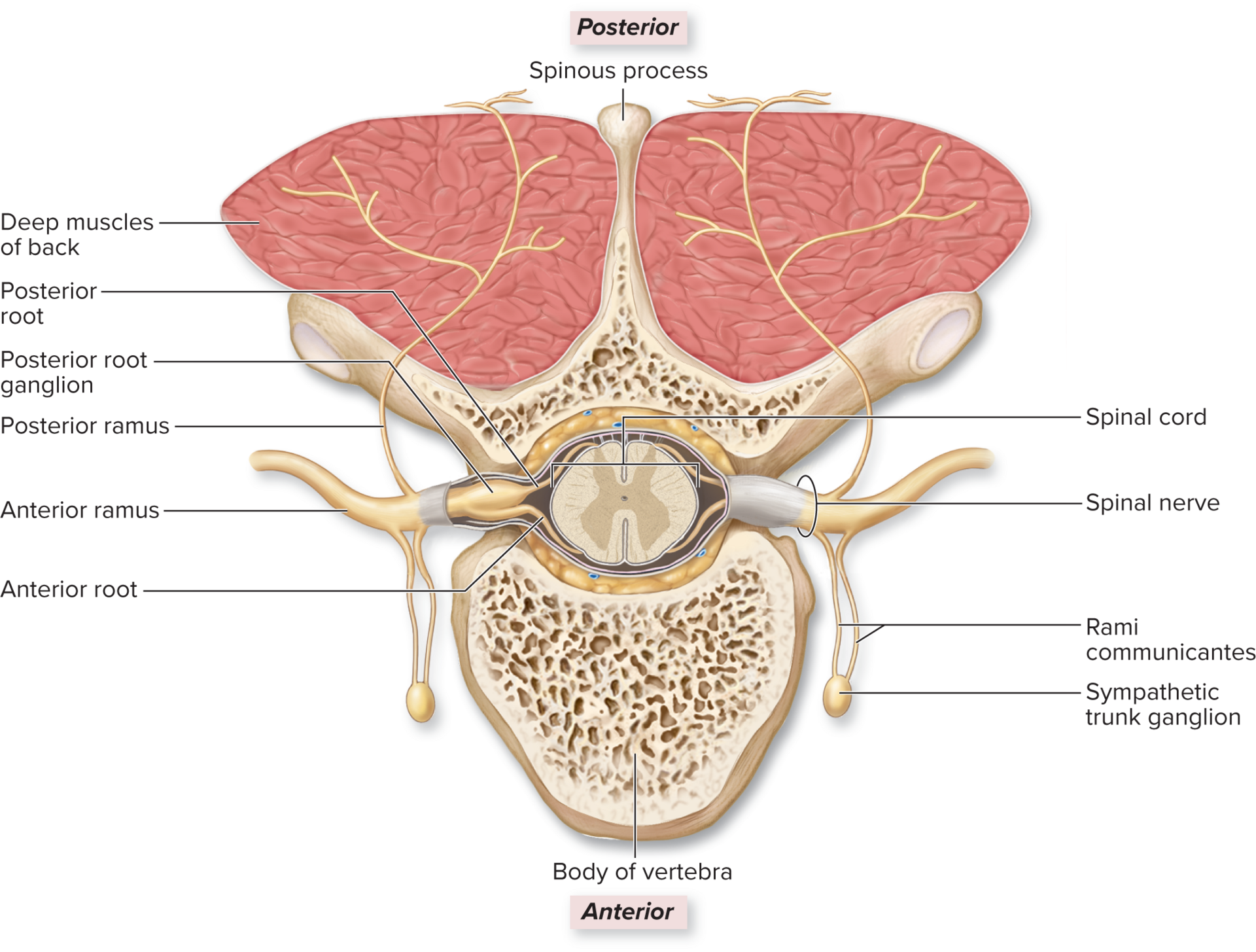 <p>Peripheral Distribution of Spinal Nerves</p>