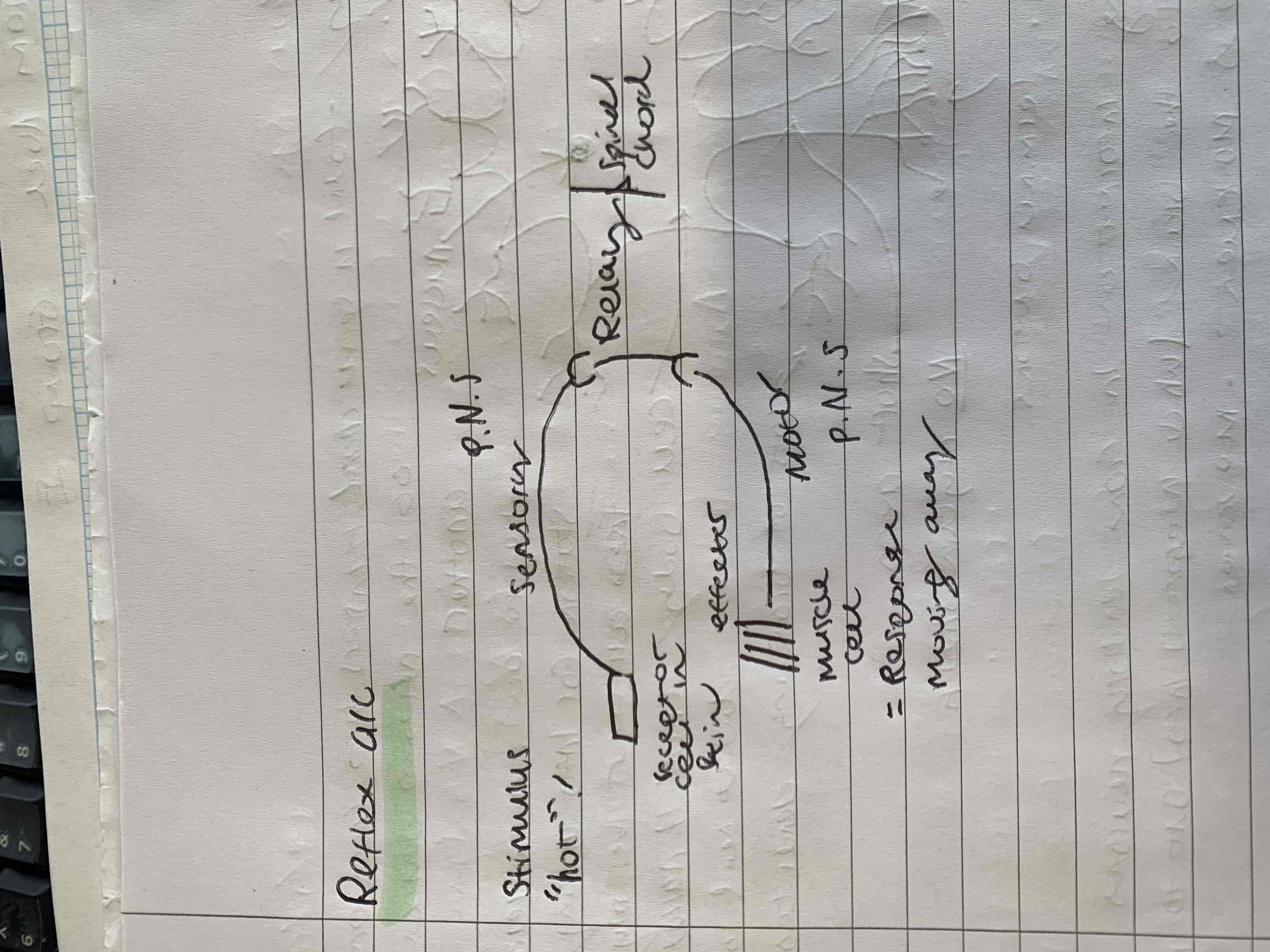 <ul><li><p>The stimulus detects things like heat and the receptor which in this case is the skin cells transmit nerves through the sensory neuron which lies in the periphiral nervous system</p></li><li><p>Then they reach the relay neuron which interacts with the spinal chord allowing it to react and pass a message to the motor neuron </p></li><li><p>Then through the motor neuron in the periphiral nervous system the nerves move to the effector which is the muscle cell allowing movement</p></li></ul><p></p>