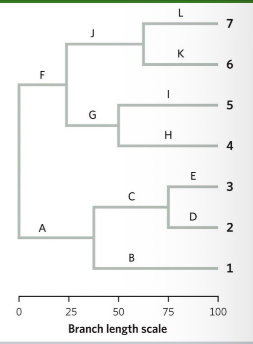 <ul><li><p>graphically depict the relationships among a set of species in terms of their functional traits.</p></li><li><p>Adding up the length of all branches produces a metric that can be regarded as an estimate of a community’s functional diversity (FD), as measured through functional richness (the number of traits present in a community) and functional evenness (the proportion of individuals in each functional group</p></li><li><p>Ex. Loosing all of A, B, C, D, E is worse than if I lost D, H, and K, because there are still other species that exist with those functions</p></li></ul><p></p>