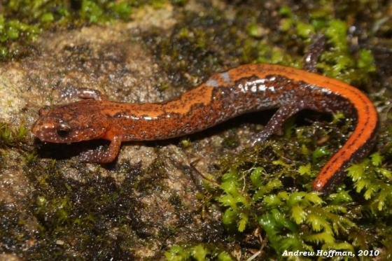 <p>northern zigzag salamander<br>- dorsal stripe is rounded and zigzagged <br>- mottled orange + red belly <br>- long + slender</p>