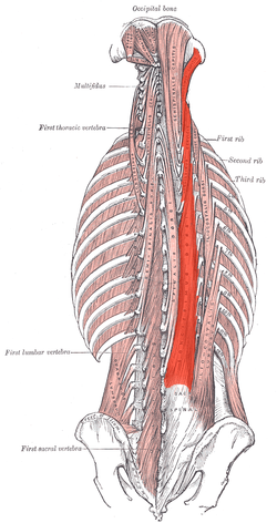Erector spinae - longissimus
Origin:
Insertion:
Action: