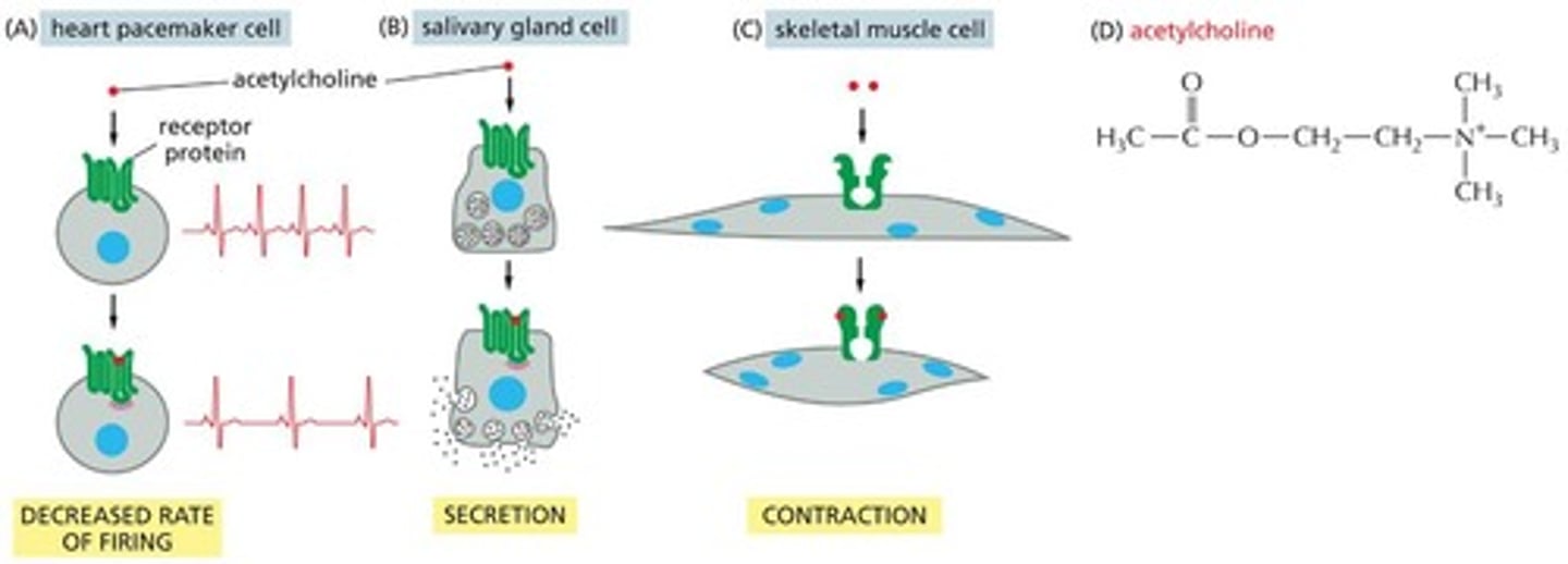 <p>Acetylcholine can induce different responses in different target cells, such as heart pacemaker cells and salivary gland cells, by binding to similar receptor proteins.</p>