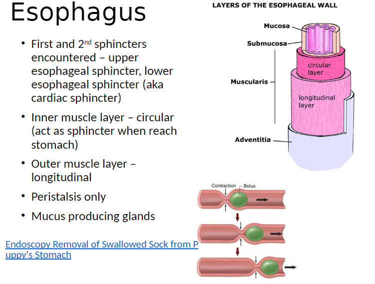 <p><strong>Sphincters</strong>: First and second sphincters encountered are:<br> Upper esophageal sphincter – controls entry of food into esophagus<br> Lower esophageal sphincter (cardiac sphincter) – controls entry of food into stomach</p><p><strong>Muscle Layers</strong>:<br> Inner circular layer – acts as sphincter when reaching stomach<br> Outer longitudinal layer – helps shorten and move esophagus during peristalsis</p><p><strong>Other Features</strong>:<br> Peristalsis only moves food in coordinated waves<br> Mucus-producing glands – lubricate esophagus and ease food passage</p>