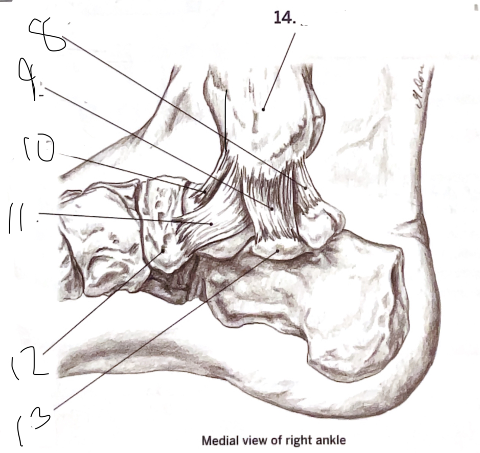 <p>8</p>