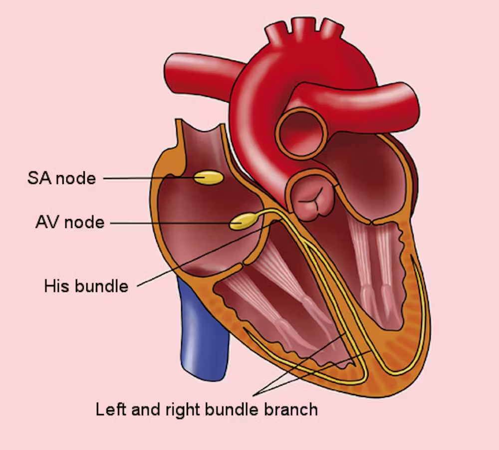 <p>A. sinoatrial node</p><ul><li><p>located in the right atrium and is known as the <strong>heart’s natural pacemaker</strong></p><ul><li><p><strong>generates electrical impulses</strong> that initiate each heartbeat.</p><ul><li><p>impulses spread through the atria, causing them to contract.</p></li></ul></li></ul></li><li><p><strong>AV node</strong> (B): Delays the impulse before passing it to the ventricles.</p></li><li><p><strong>Bundle of His</strong> (C), <strong>bundle branches</strong> (D), and <strong>Purkinje fibers</strong> (E): Conduct impulses through the ventricles, but do <strong>not initiate</strong> the heartbeat</p></li></ul><p></p>