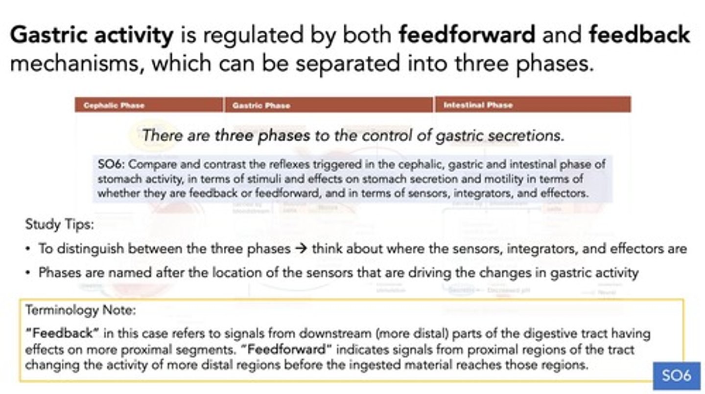 <p>Cephalic, gastric, and intestinal phases.</p>