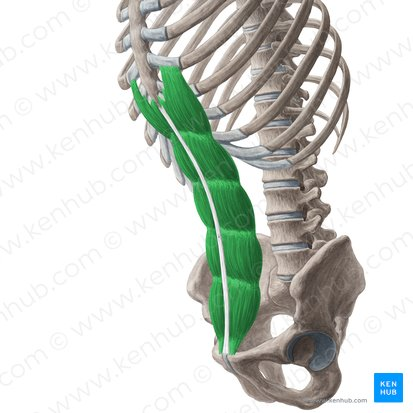 <p>What muscle is highlighted in green? Where’s it origin and insertion? Also what innervation and action does it have?</p>