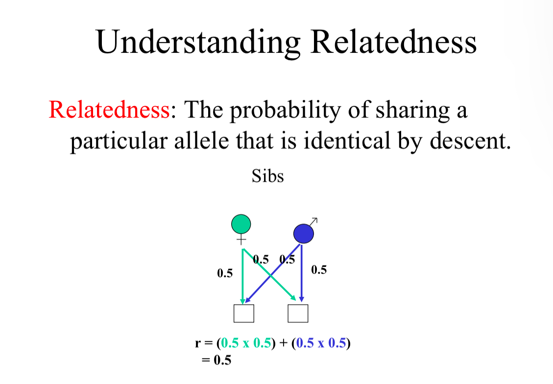 <p>The probability of sharing a particular allele that is identical by descent.</p><p>Relatedness is not the proportion of alleles shared, but the probability a particular allele (a new mutation impacting altruistic behavior) is shared.</p>