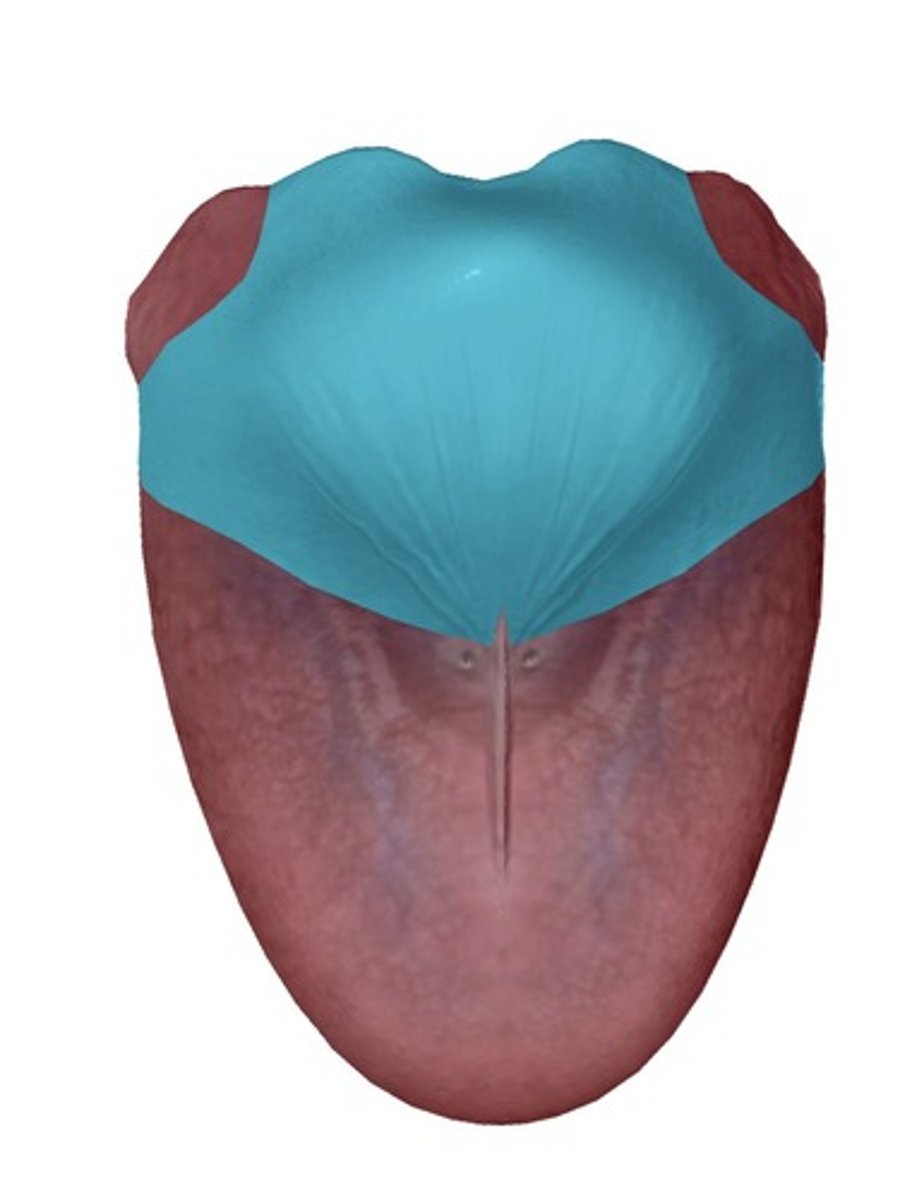 <p>Part that faces the back of the pharynx and</p><p>front of the epiglottis</p>
