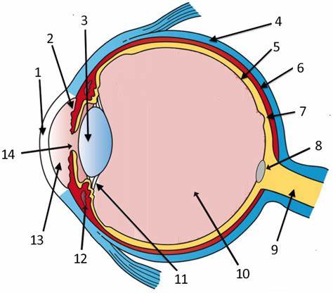 <p>optic disc</p>