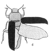 <p>Beetles</p>