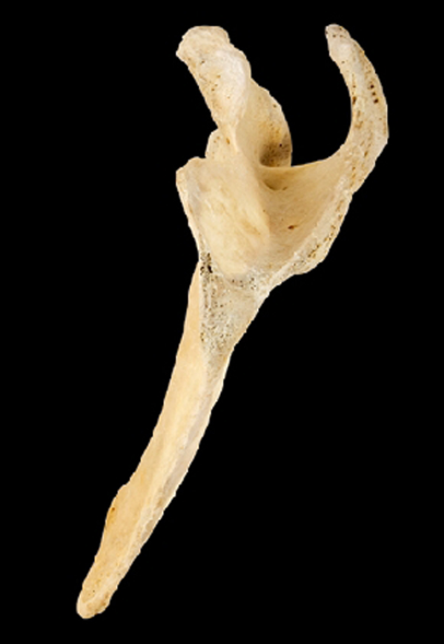<p>Name this bone.</p><p>(Medial view, right side).</p>