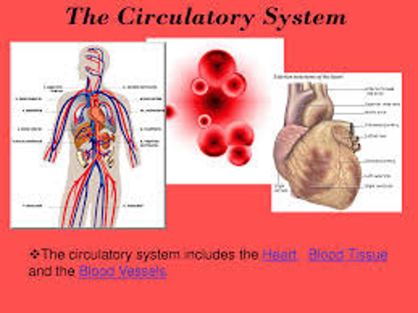 <p>Transports nutrients, wastes, hormones, and gases</p>